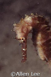 Thonry Seahorse. by Allen Lee 
